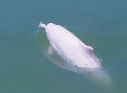石狮海域再现中华白海豚